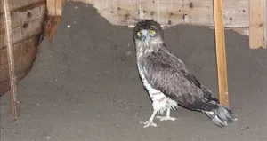 Yaralı bulunan yılan kartalı tedavi ediliyor