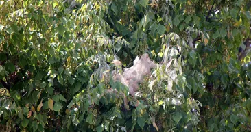 Ağaçların en büyük düşmanı! O ilde ortaya çıktı