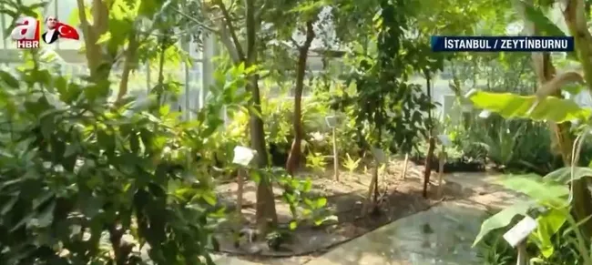 İstanbul’da bir botanik merkezi! Şifa kaynağı yüzlerce bitki bu bahçede - 1