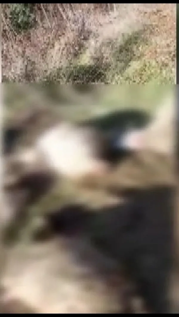 1666679967899.jpg İstanbul'a kurtlar indi! Mahalleliler tedirgin: Tüm hayvanlarım parçalanmış - 4