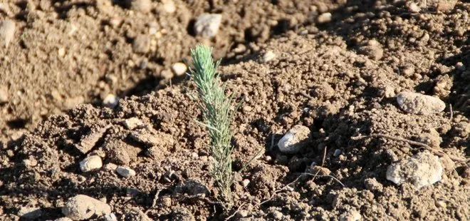 Manavgat’ta tohumlar filizlendi! Yeşile hasret bölgede sevindiren gelişme
