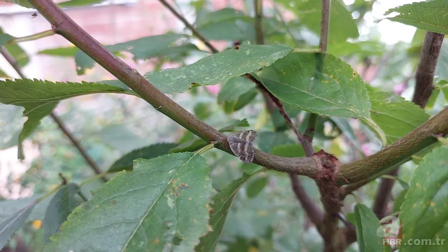 Çiftçilerin kabusu: Vampir kelebek! Artan sıcaklıklar ile yeniden ortaya çıktı 2