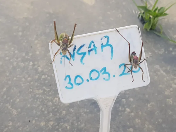 Tire’de çekirgeler ile kimyasal mücadele yapılacak - 2
