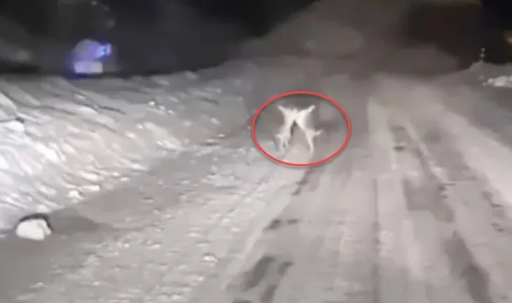 Kastamonu’da ilginç görüntü! Kar üstünde iki tavşanın düellosu sosyal medyayı salladı