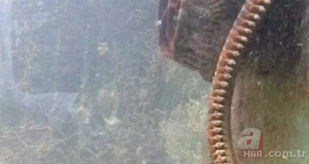 Hayvanlar dünyasından inanılmaz anlar 6