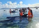 Onlarcası karaya vurdu