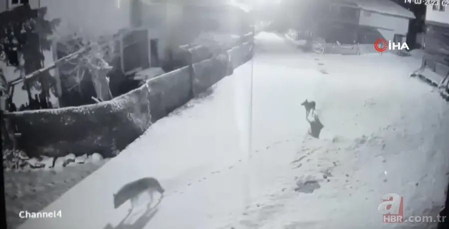 Vahşi doğa belgesellerini aratmayan görüntüler! Kurtlar köye inip köpeği telef ettiler 3