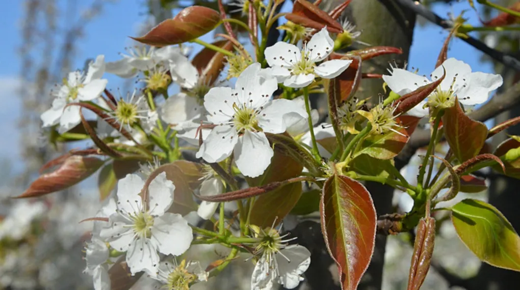İnegöl'de kartpostallık görüntüler