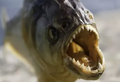 Brezilya’da kan donduran olay! Arılardan kaçarken piranalara yem oldu