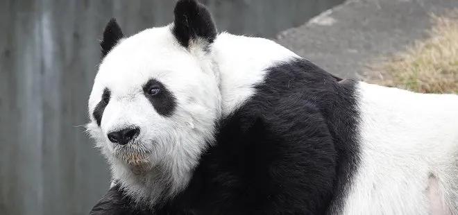 Japonya’nın en yaşlı pandası Tan Tan hayatını kaybetti