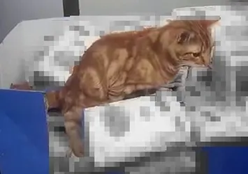 İstanbul'daki markette skandal görüntü! Mide bulandıran anlar kamerada