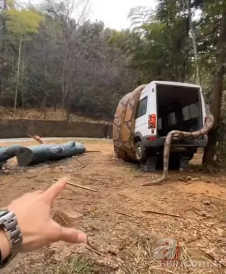 Bu görüntüler dehşete düşürdü! Dev anakonda arabayı sardı 11