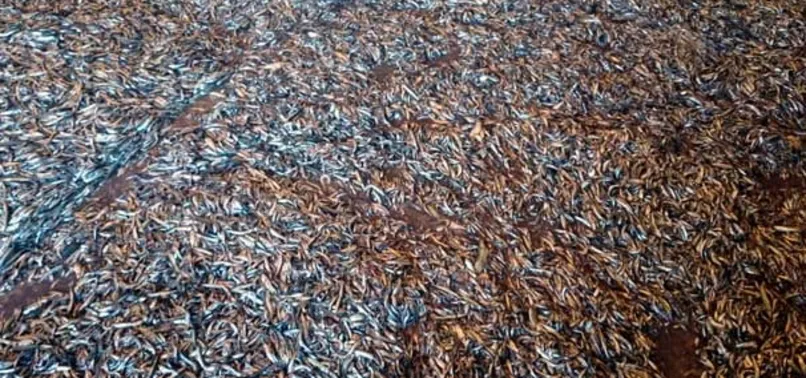 15 günde 148 bin 500 kilo hamsiye el konuldu