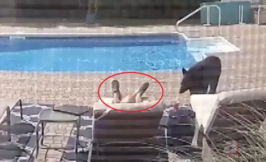 Vahşi doğada ölümcül karşılaşma! Ayı yavrularını… 23