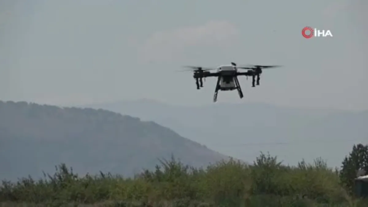 Çekirgeye karşı dronla mücadele
