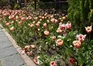 Pendik Korusunda renk cümbüşü yaşandı