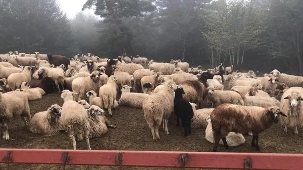 İhaleyle ucuz araba yalanıyla 90 milyonluk vurgun yapan şahıslar tutuklandı - 1