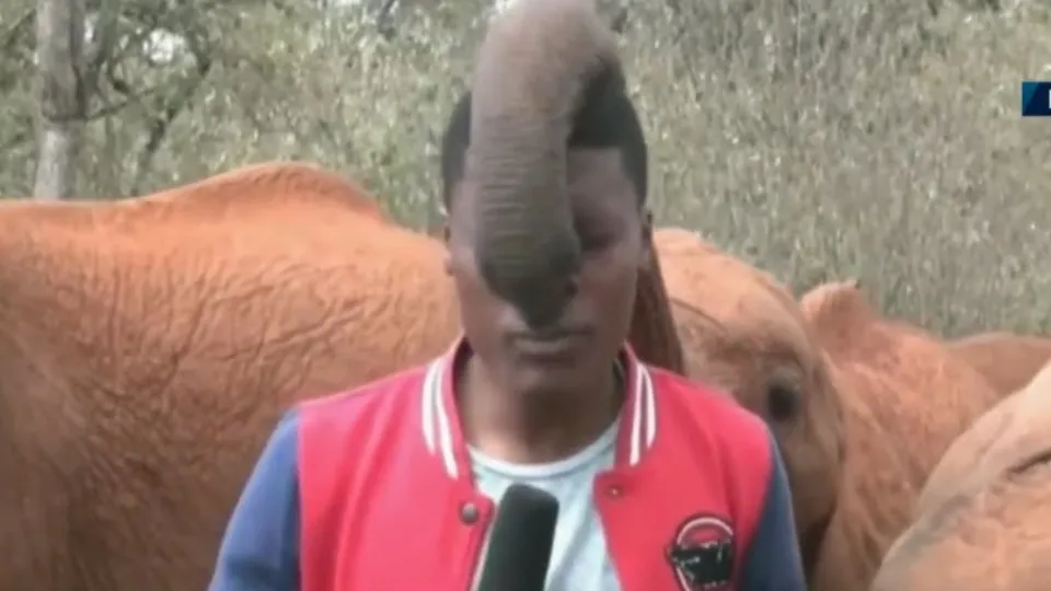 Vahşi doğada canlı yayın yaparken neye uğradığını şaşırdı! Saniyeler sonra... İşte sosyal medyada en çok izlenenler arasına giren o video