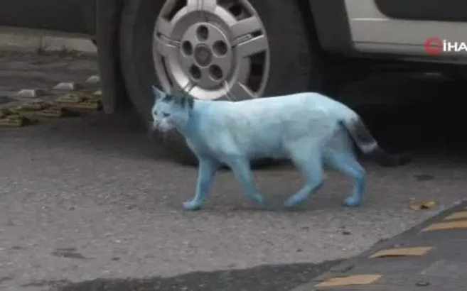 Kedi Belgeseli Istanbul Izle