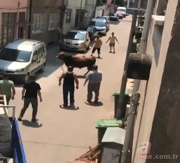 Kurban Bayramı'na saatler kala hareketli dakikalar! Kiminin kolu çatladı, kiminin boğası kaçtı 23