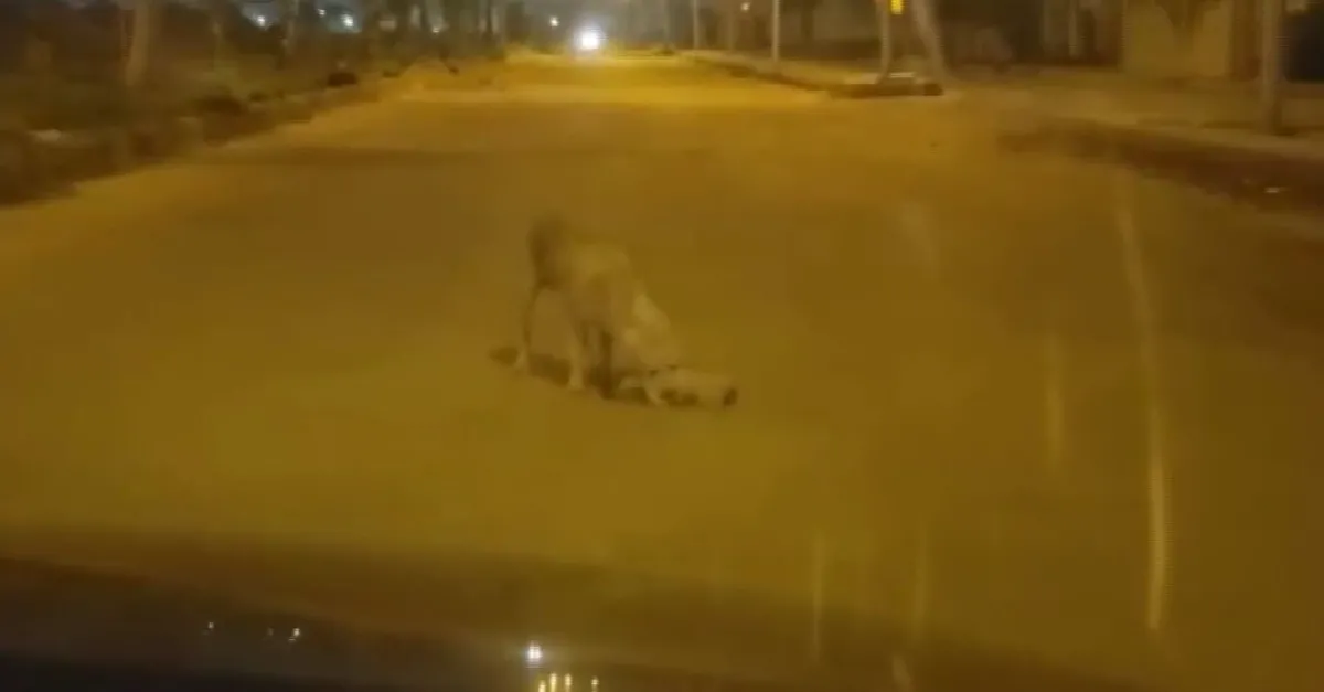 Mısır'da şaşkına çeviren olay! Köpek öyle bir şey yaptı ki...
