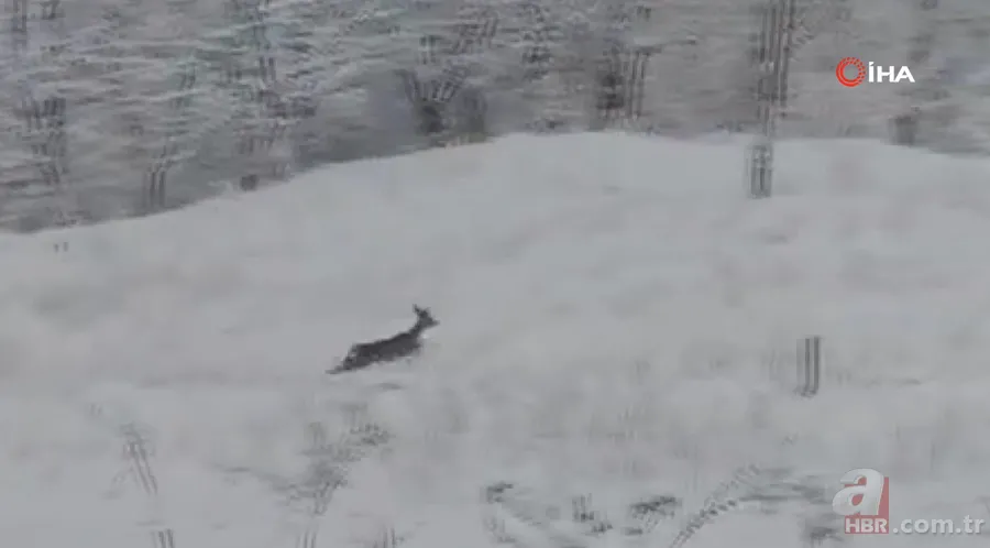 Görüntüler Trabzon’dan! Ender rastlanan türler Of’ta ortaya çıktı 1