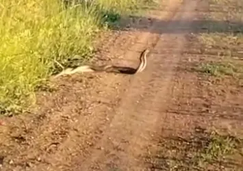 Yılanların dansı böyle görüntülendi