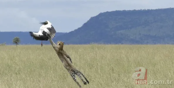 Böylesini daha önce hiç görmediniz 36