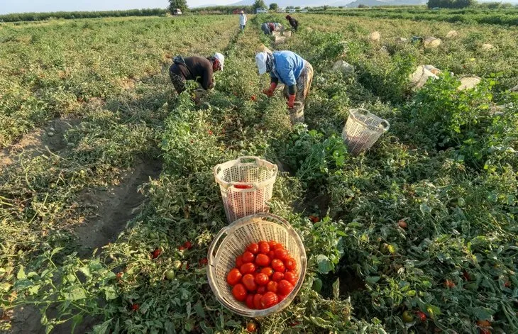 Çiftçinin tarlada kalan ürününe çare aranıyor! Domates ihracatçısına kur desteği | Tarım Kredi de devreye girdi