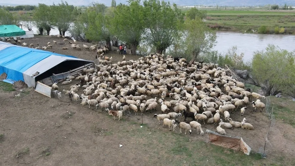 Bakanlık destek verdi! Afgan çobanlar Erzincan’da göreve başladı - 5