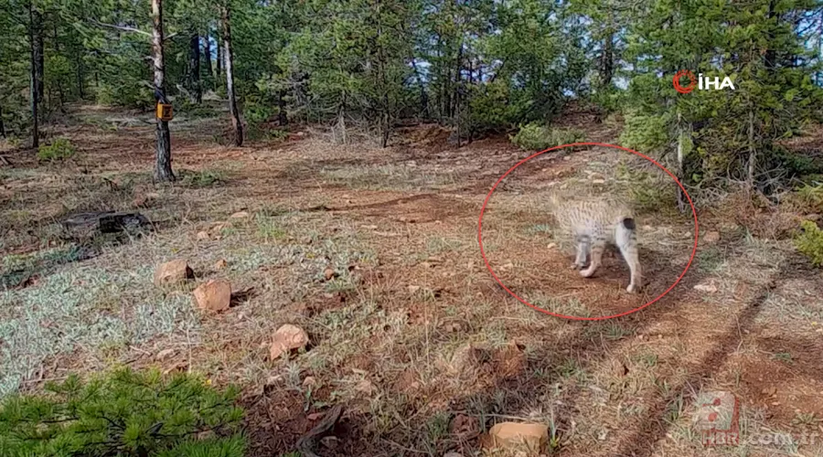 Nesli tehlike altındaki Kafkas vaşağı gündüz avlanırken görüntülendi! Vahşi doğa belgesellerini aratmadı 19