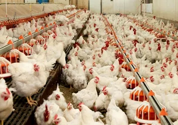 Türkiye'de bir ilk: Etçi tavuk üretilecek