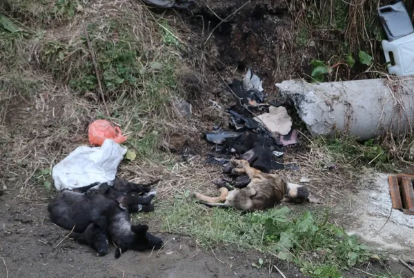 rizede-kopeklerin-supheli-olumu-mahalleli-ayaga-kalkti-vahsi-bir-durum-1644394358973.jpg Rize’de köpeklerin şüpheli ölümü! Mahalleli ayağa kalktı: Vahşi bir durum - 2