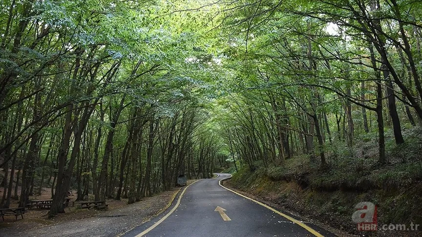 Sadece manzara değil, tedavi! Doğanın insan üzerindeki etkisi: Kokusu bile yetiyor 5