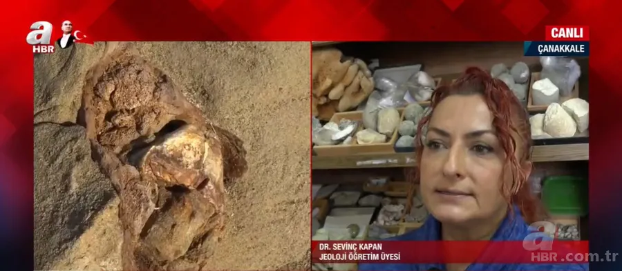 Son dakika: Çanakkale'de 9 milyon yıllık mamut fosilleri bulundu! Fosillerin yaşı nasıl tespit edildi? Jeoloji öğretim üyesi Dr. Sevinç Kapan A Haber'e anlattı 1