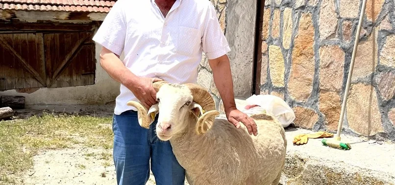 Eskişehir’de akılalmaz olay! Sattığı koç 5 gün sonra geri döndü