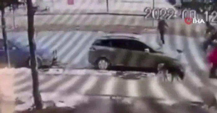 mahranin-ardindan-bir-kotu-haber-daha-saldirgan-kopekten-kacan-cocuga-araba-carpti-1647334368383.jpg