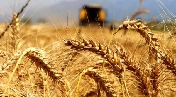 Tarım ve Orman Bakanı Bekir Pakdemirli'den ekmek fiyatları için proje açıklaması - 5