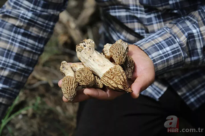 Bayram tatilini fırsat bilip ormana akın ettiler! Kilosu 500 liradan alıcı buluyor 19