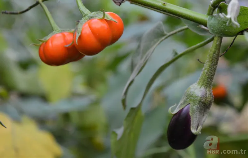 Yetiştirdiği çilek hayrete düşürdü! 45 günden fazla sürdü... Guinness Rekorlar Kitabı'na girdi 9