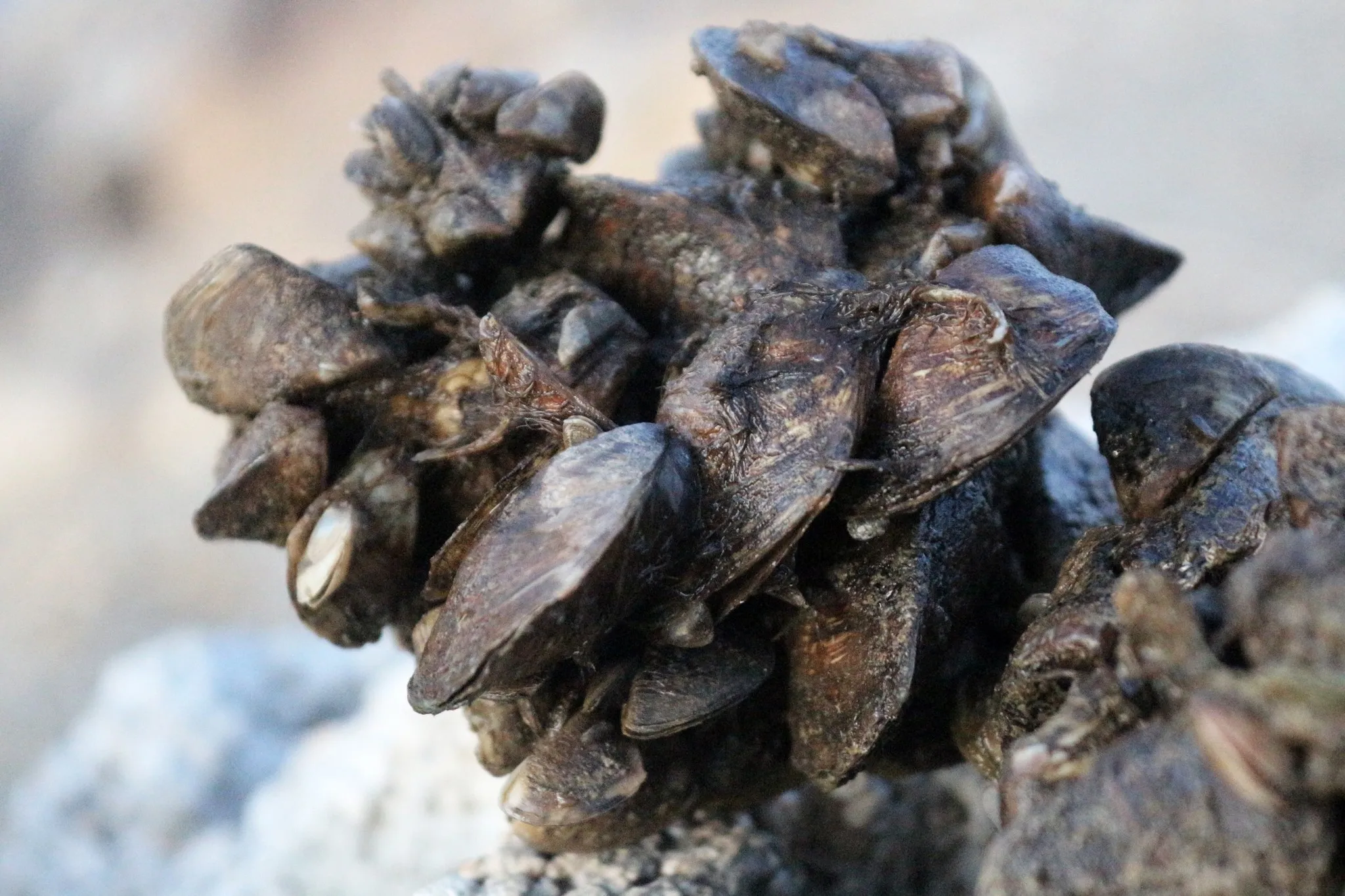 Zebra midyeler Türkiye’yi 10 yılda istila etti, balıkçılık için büyük sorun olacak