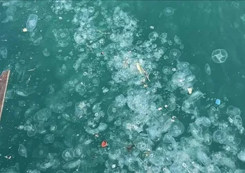 Denizanası tehlikesi! Marmara’da görenler şaştı kaldı