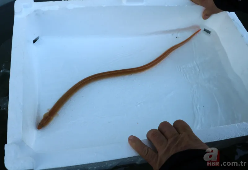 Türkiye’de ilk defa görüntülendi! Yılan kurdu balığı Çanakkale Boğazı’nda! Nereden geldi? Uzman isim A Haber'de yanıtladı 5