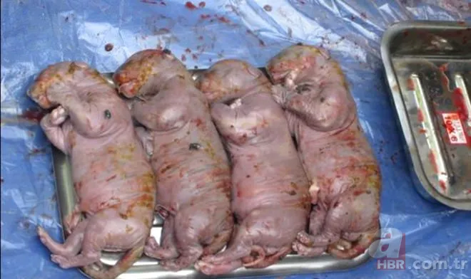 Karaya vuran balinanın karnından öyle bir şey çıktı ki... Akılalmaz olay 24