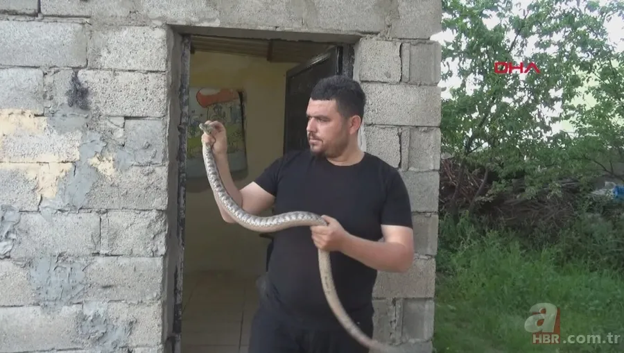 Tek ısırığı bile öldürüyor! Eve giren zehirli yılanı elleriyle yakaladı 🐍 15