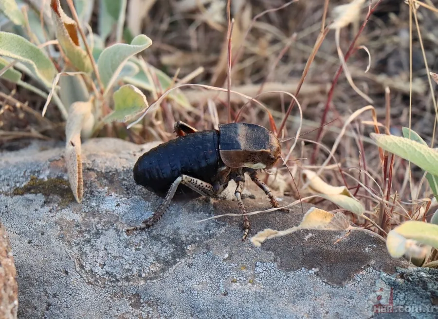 Yamyam çekirge o ilimizde yeniden ortaya çıktı 🦗 Kendi türünü yerken görüntülenmişti 4