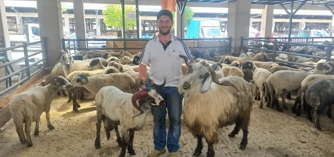 Koçlara kafa tutan keçi