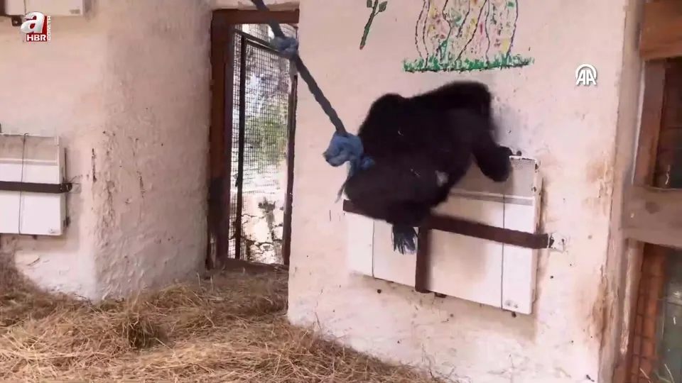 Zeytin Nijerya’ya iade edilecek