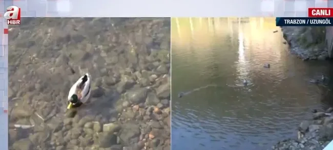Uzungöl’de korkutan balık ölümleri! Turizm merkezinde neler oluyor?