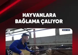 HAYVANLARA BAĞLAMA ÇALIYOR